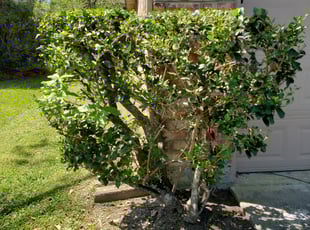 Bush Trimming by Salvador Rivera garcia for Paul M. in Spring, TX