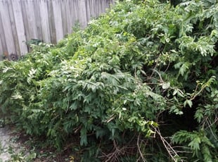Bush Trimming by Derrick Smith for Nargiz Z. in Largo, FL