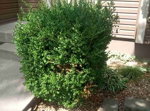 Bush Trimming by Lance Reynolds for Franklin C. in Kansas City, MO