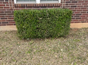 Bush Trimming by Cesar Zuniga for Paul R. in Del City, OK