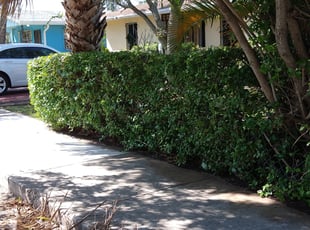 Bush Trimming by John Hernandez for Claudette M. in Miami, FL
