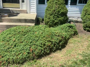 Bush Trimming by Manny Chavez for Gary S. in Stafford, VA
