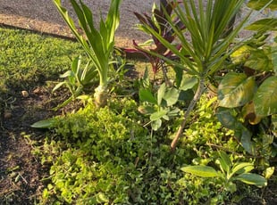 Weeding by Austin Way for Kenneth B. in Davie, FL