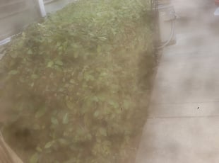 Bush Trimming by Taylor Williams for Kimberly G. in Folsom, CA