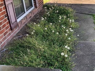 Weeding by Maria Ramos for Tamara S. in Richmond, VA
