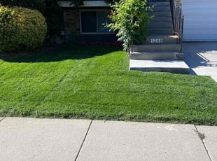 Bush Trimming by Joshua Lane for Anton B. in Murray, UT
