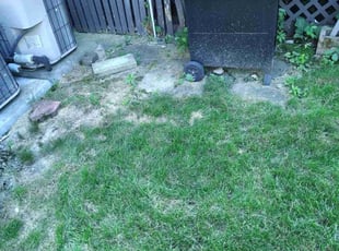 Bush Trimming by Amilcar Patrick for Kay S. in Lowell, MA