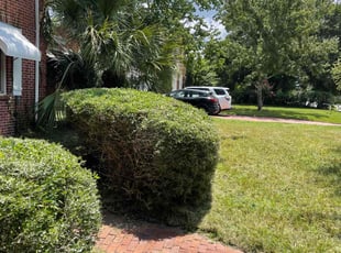 Bush Trimming by Vee Primus for Michele D. in Jacksonville, FL