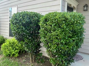Bush Trimming by Dutch Lawn Care for Satya K. in Cumming, GA