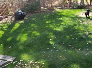 Leaf Removal by Kevin Johnson for Tom E. in Westminster, CO