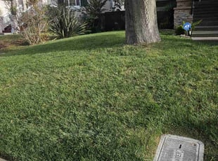 Leaf Removal by Juan Rodriguez for Edward C. in Sacramento, CA