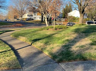 Mike D.'s Leaf Removal service result