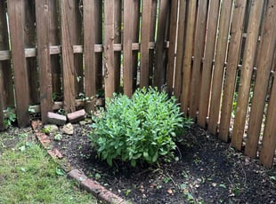 Weeding by Nikki Johnson for Michele C. in Pittsburgh, PA