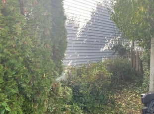 Bush Trimming by Sevriano Seda for John W. in Newark, DE