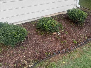Weeding by Guillermo Domenech for Elizabeth A. in Roswell, GA