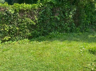Bush Trimming by Jullian Fryza for Sheila D. in Baltimore, MD