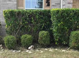 Bush Trimming by Roberto Banda for Mark D. in Kyle, TX