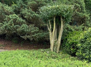 Bush Trimming by Tyron Long for paula P. in Lawrenceville, GA