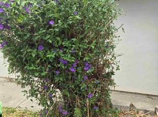 Bush Trimming by Christopher Lim for Javier C. in San Jose, CA