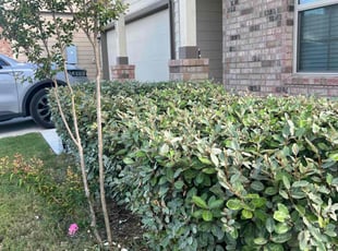 Bush Trimming by Eugene Cervantez for Ashley I. in New Braunfels, TX