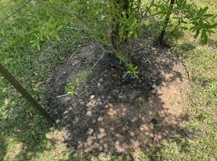 Weeding by David Hobson for Jarrod W. in Conroe, TX