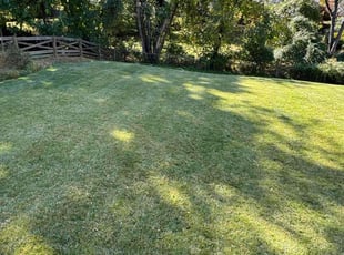 Carlye H.'s Grass Cutting service result