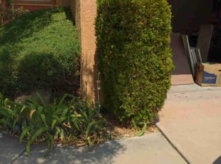 Bush Trimming by Manuel Lucero for Lisa M. in Albuquerque, NM