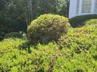 Bush Trimming by Joshua Turman for Araceli B. in Woodstock, GA