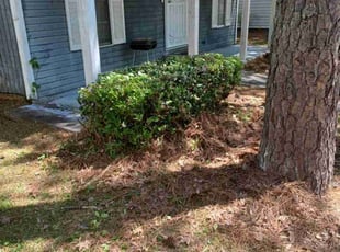 Bush Trimming by Tyry Crawford for Willando C. in Decatur, GA