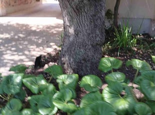 Weeding by Leobardo Sanchez for Chloe N. in Austin, TX