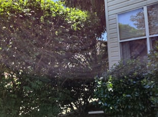 Bush Trimming by Chris Steinhour for Christina H. in Columbus, OH