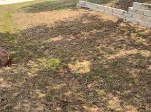 Leaf Removal by James Moncebaiz for Diana E. in Austin, TX
