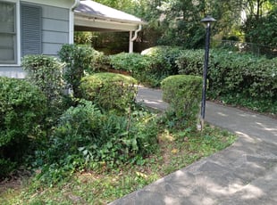 Bush Trimming by Antavious Douglas for Carole D. in Atlanta, GA