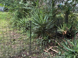 Weeding by Robert Childress for Kat K. in Richmond, VA