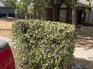 Bush Trimming by Daniel Huerta for Chris S. in Georgetown, TX