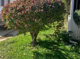 Bush Trimming by George Rosales for Patti K. in Wheeling, IL