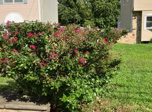 Bush Trimming by Gregory Schofield for Sandeep S. in Mount Laurel Township, NJ