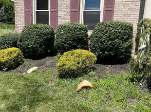 Bush Trimming by Keith Vickers for Jacki B. in Cincinnati, OH