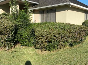 Bush Trimming by Dylan Rice for Gail M. in Richmond, TX