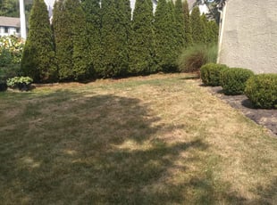 Bush Trimming by Earnest Williams for Jennifer D. in Dublin, OH