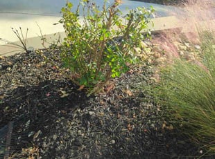Bush Trimming by Ismael Galvez for Kaushal P. in Charlotte, NC