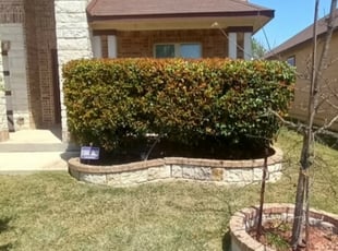 Bush Trimming by Ron & Marie Gray for Tenisha B. in San Antonio, TX