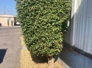 Bush Trimming by Enoc Espinoza for Nathan R. in Bloomington, CA