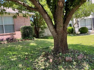 Cleanups by Severa Rosie Lara for Sharon G. in Mansfield, TX