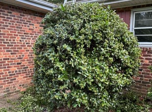 Bush Trimming by The Business for Justin J. in Richmond, VA