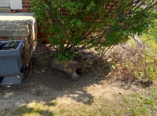 Cleanups by Mondo Dejesus for Marcia A. in Dearborn, MI