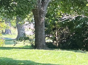 Aoife C.'s Lawn Mowing service result