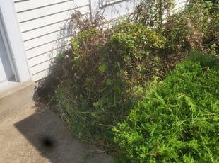 Bush Trimming by Anthony galeas for Alissa B. in Gaithersburg, MD