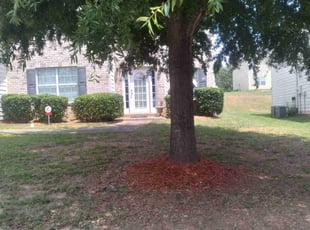 Bush Trimming by Danmario Smih for Jamal H. in Hampton, GA