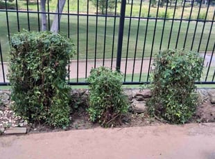 Bush Trimming by Jorge CrisΓ³stomo for Scott S. in Frisco, TX